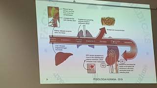 Regulación de osmolaridad y volumen del LEC parte 3 [upl. by Robinson]