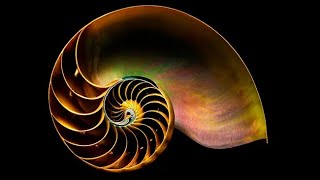 Golden Ratio Reel25 [upl. by Koerner478]