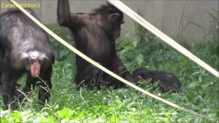 Asahiyama Zoo chimps 1 [upl. by Oirramed252]