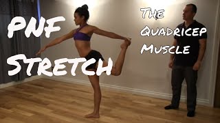 Quadricep  PNF Stretching [upl. by Aihsekat]