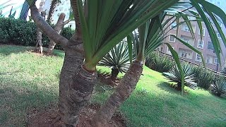 Pandanus Tectorius  Yucca elephantipes [upl. by Guimond417]