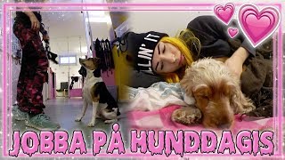 HÄNG MED TILL HUNDDAGISET Vlogg [upl. by Tenn]