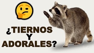 🦝 ¿Cómo Son los MAPACHES y Dónde VIVEN Estos MAMÍFEROS  Animales Salvajes [upl. by Codd]