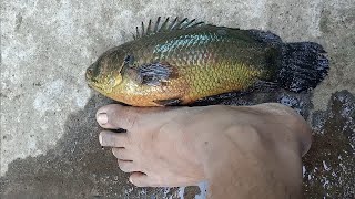 BIGGEST ANABAS FISH KERALA [upl. by Jara]