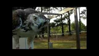 From trap to hunt Training a Red Tail Hawk for Falconry [upl. by Sussman]