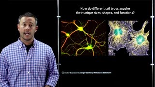 Online Developmental Biology Analyzing Gene Expression [upl. by Boothe159]