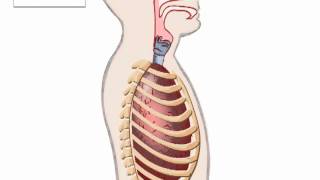 Biologie voor Jou  Borstademhaling [upl. by Assilim]