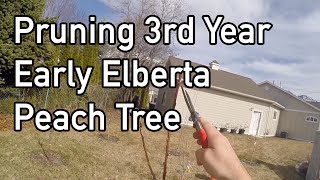 Pruning 3rd Year quotEarly Elbertaquot Peach Tree [upl. by Eveiveneg]