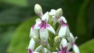 Pseuderanthemum reticulatum [upl. by Ssor]