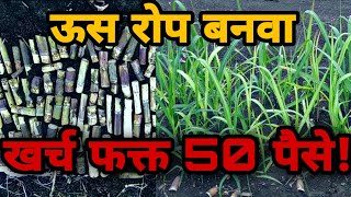 शेतामध्येच बनवा खात्रीशीर व निरोगी ऊस रोपे।फक्त 50 पैसे प्रति रोपSuper cane nursery।सुपर केन नर्सरी [upl. by Laing]