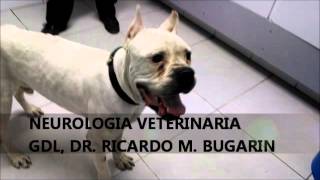 NEUROLOGIA VETERINARIA MENINGOENCEFALITIS GRANULOMATOSA [upl. by Engeddi]