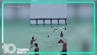 Shark spotted in Florida panhandle beach sends people rushing out of water [upl. by Sauncho]