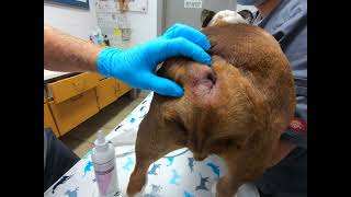 Bulldog Anal Gland Impaction amp Abscess HOW TO by Dr Kraemer Vet4Bulldog [upl. by Cutlerr]