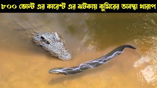 Electric eel Killed a Crocodile  Electric EEL vs Crocodile  eel vs snake [upl. by Anahgem]