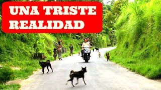 La TRISTE REALIDAD de la vida de muchos PERROS en BALI [upl. by Balsam]