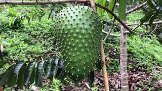 Harvesting Guanábana giant soursop Annona muricata [upl. by Esiuqcaj]