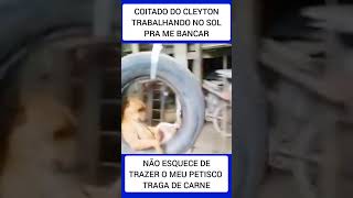 CARAMELO VIRALIZA BALANÇANDO NO PNEU 😂😂😂😂😂😂 [upl. by Gilbertson851]