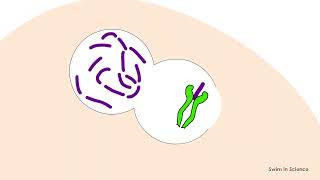 Antigen processing and presentationEndocytic pathwayExogenous pathway [upl. by Yseulte930]