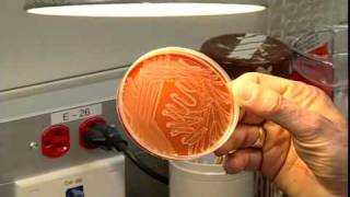 A tour of the Microbiology Lab  Section one [upl. by Eintruok]