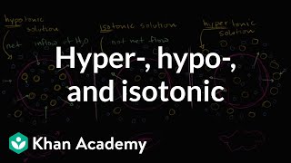 Hypotonic isotonic and hypertonic solutions tonicity  Khan Academy [upl. by Elorak653]