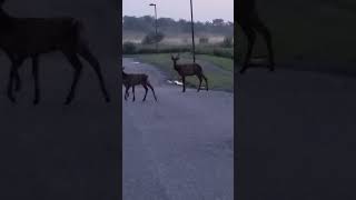 herd of virginia elk including small bull crossing into parking lot of office complex [upl. by Ecnerrat212]