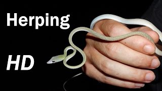 Herping Thailand  Catching wild lizards and snakes Part 1 [upl. by Berrie]