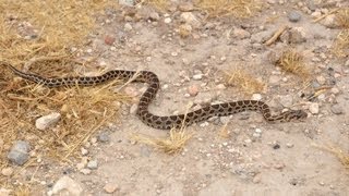 זעמן מטבעות  Coin snake Hemorrhois Coluber nummifer [upl. by Guise]