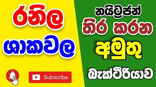 මේ ශාක වලට යූරියා ඕනිම නෑ 🙄 Nitrogen fixation of legume plants root nodules bacteria [upl. by Hemphill221]