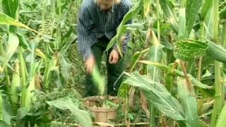 Hairy Vetch and Rye from Vegetable Farmers and their Innovative Cover Cropping Techniques [upl. by Elehcin]