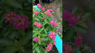 lantana camarashare youtubeshorts subscribe trending love flowers nature shorts [upl. by Ahsea632]