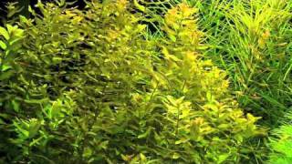 Rotala macrandra quotGreenquot [upl. by Aitercul102]