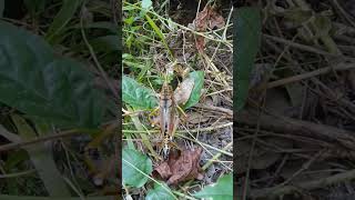 Hes a Lubber not a fighter nature floridawildlife florida insects grasshopper [upl. by Beane]