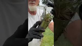 How to make zoysia plugs with a bulb planter  zoysia [upl. by Claire]