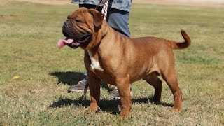 LEAVITT BULLDOGS THE BEST RECREATION OF THE ORIGINAL ENGLISH BULLDOG [upl. by Eul]