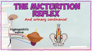 Anatomy of the Micturition Reflex [upl. by Tobias]