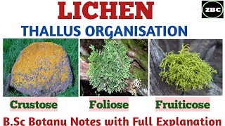 LICHEN  Types of Lichen on the Basis of Thallus organisation FolioseCrustose fruiticose Etc [upl. by Eadas]