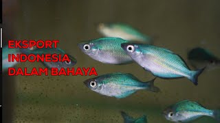 EKSPORTIR IKAN HIAS INDOPISCES EXOTICA BIOSECURITY [upl. by Ahcilef]