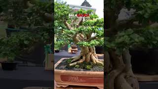 Bonsai Sisir Maclura Cochinchinensis Ukuran Medium bonsaitree balakacida shorts short [upl. by Bautram]