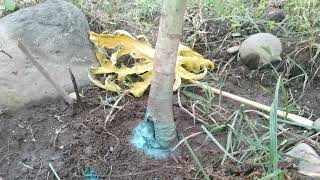 How to get rid of PHYTOPHTHORA PALMIVORABASAL STEM ROT on papaya AR INCUBATOR [upl. by Macmillan660]