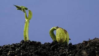 Underground bean germination and growing time lapse over 4 weeks [upl. by Arte]