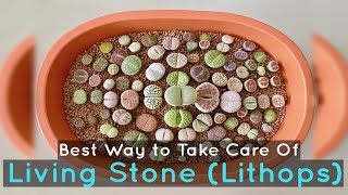 Living Stone Lithops Best Way to Take Care Of [upl. by Mcintyre]