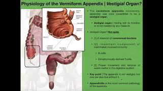 The Appendix amp Basics of Tonsils and Peyers Patches [upl. by Suzzy]