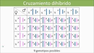 Lec002 Genética Análisis del cruzamiento dihíbrido y test del Chi cuadrado umh1133 201314 [upl. by Winn127]