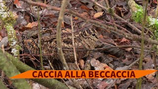 Caccia alla beccaccia il compagno di caccia [upl. by Silbahc]