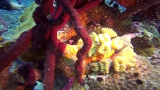 El Peñon Dive Bayahibe  Dominican Republic  Lobster amp Trumpet Fish [upl. by Hyrup]