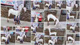 9603721597 9121286292 Daughter of janasheen A1 Quality Female pat peli ablaq available in Hyderabad [upl. by Sydelle]