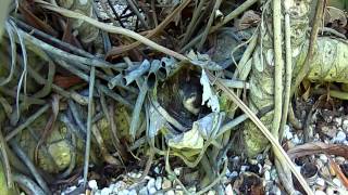 Carolina Wrens Nest Fledglings [upl. by Ahsenar]