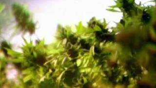 Marihuana  Fluch und Segen DOKU german part15  SwissHerbscom [upl. by Reddy]