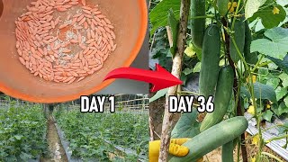 Cucumber Cultivation from 0 to Harvest 36 Days Low Budget Abundant Yield [upl. by Silliw583]