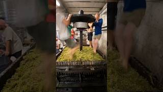 Pressing Viognier Grapes 🎥andersfrederiksteen [upl. by Inaflahk]